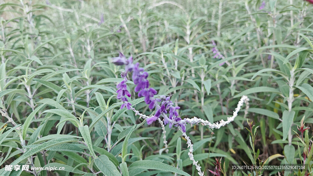 紫色小花绽于葱郁草丛