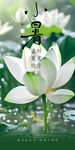 小暑海报