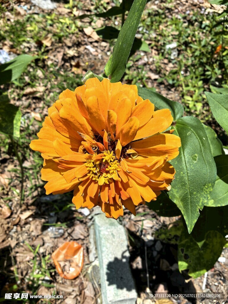 橙色花朵特写