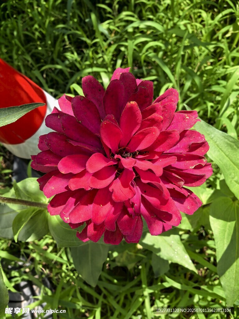 艳丽红色花朵绽放绿叶间