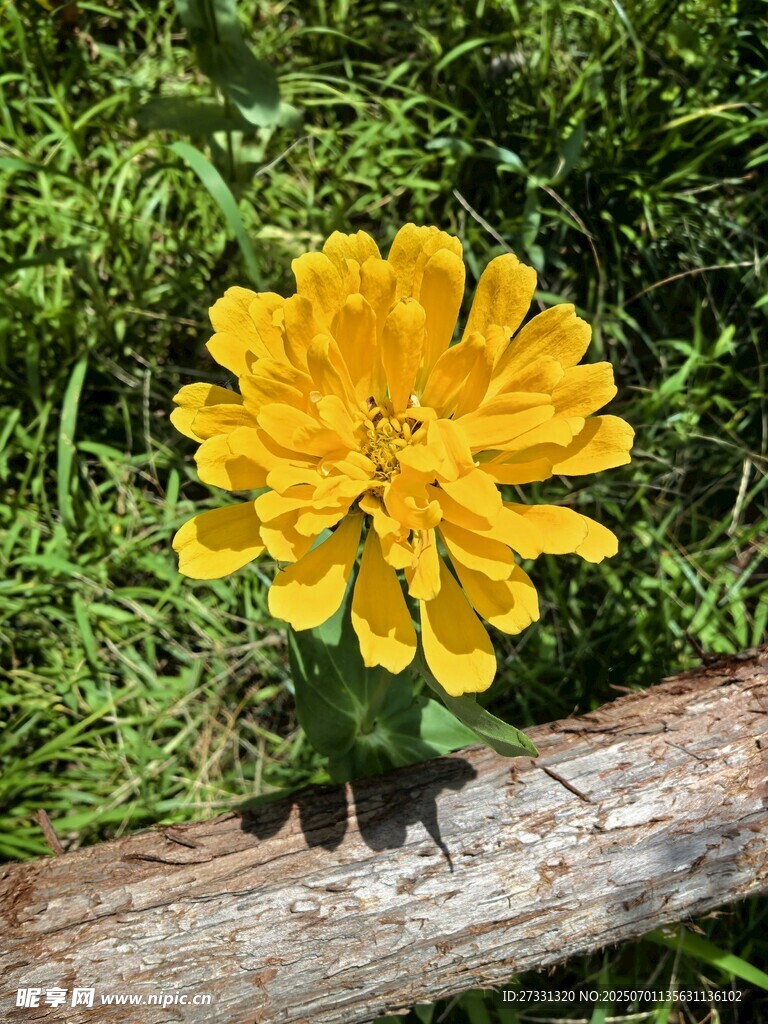 木旁绽放的黄色万寿菊