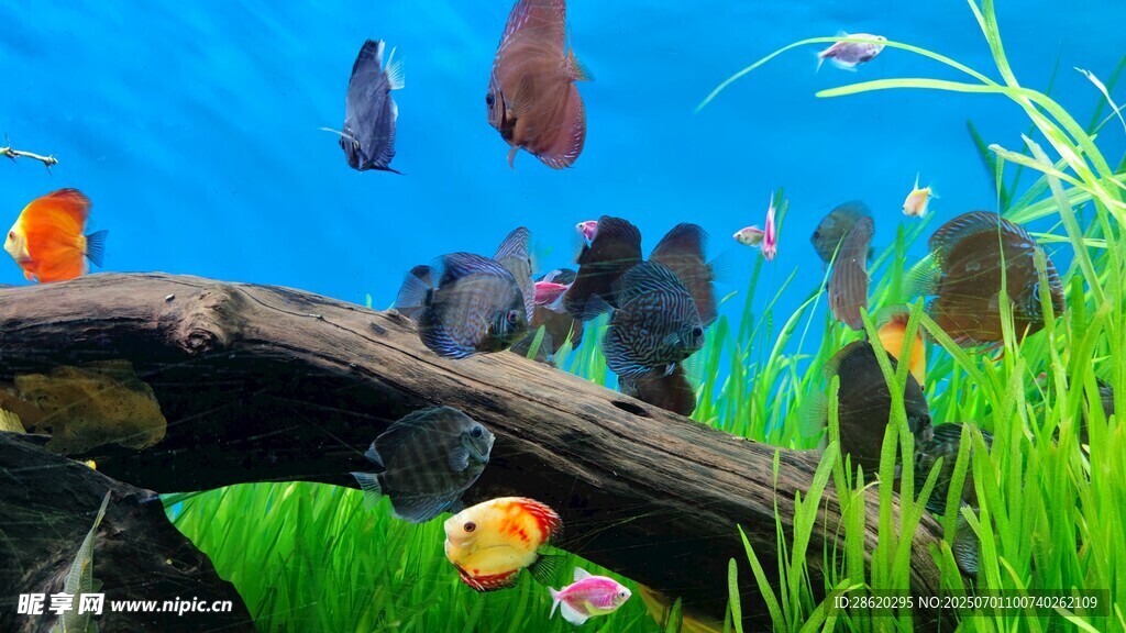 多彩水族箱中的灵动鱼儿