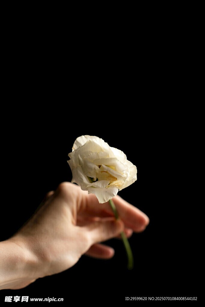 手捧白花特写