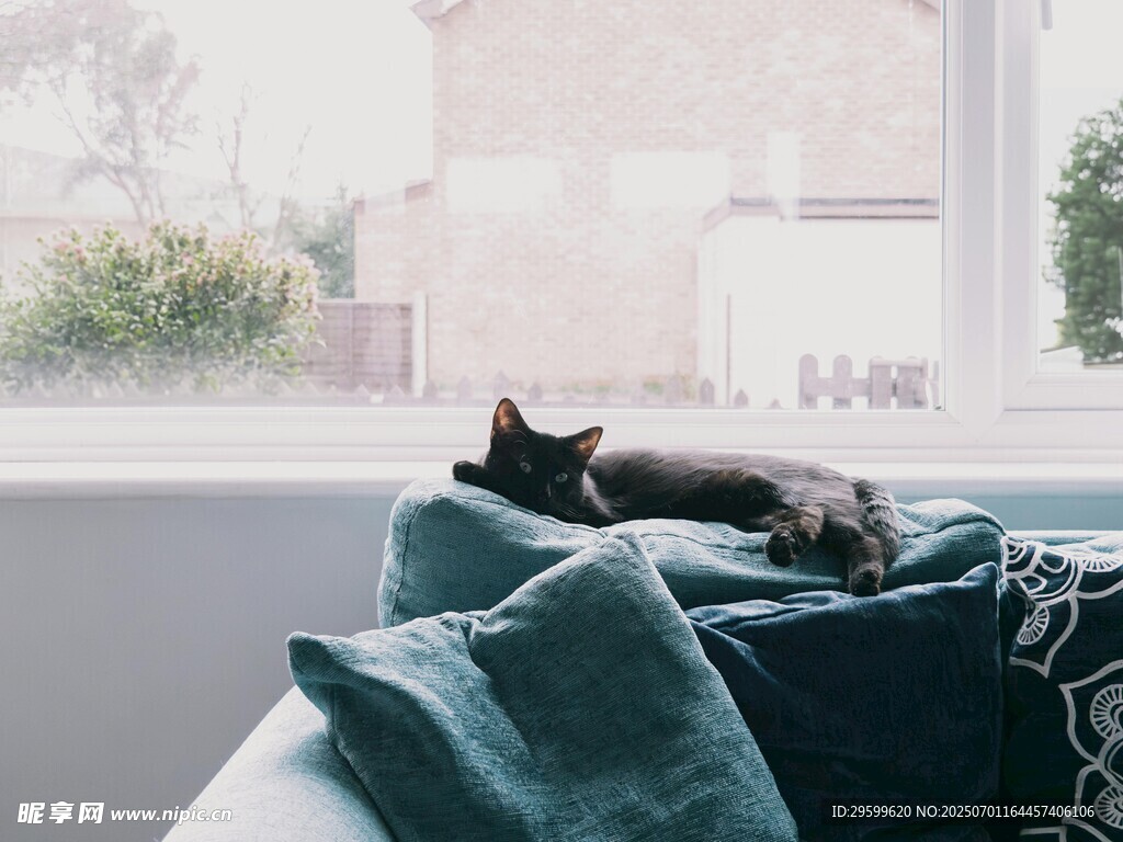 窗边沙发上休憩的猫咪