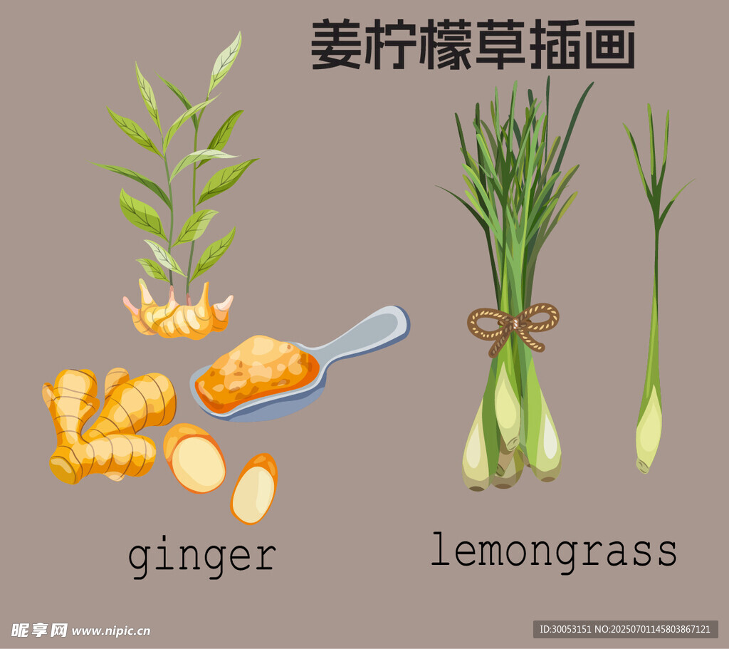 姜与柠檬草插画