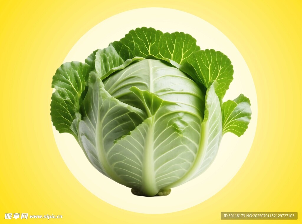 新鲜卷心菜