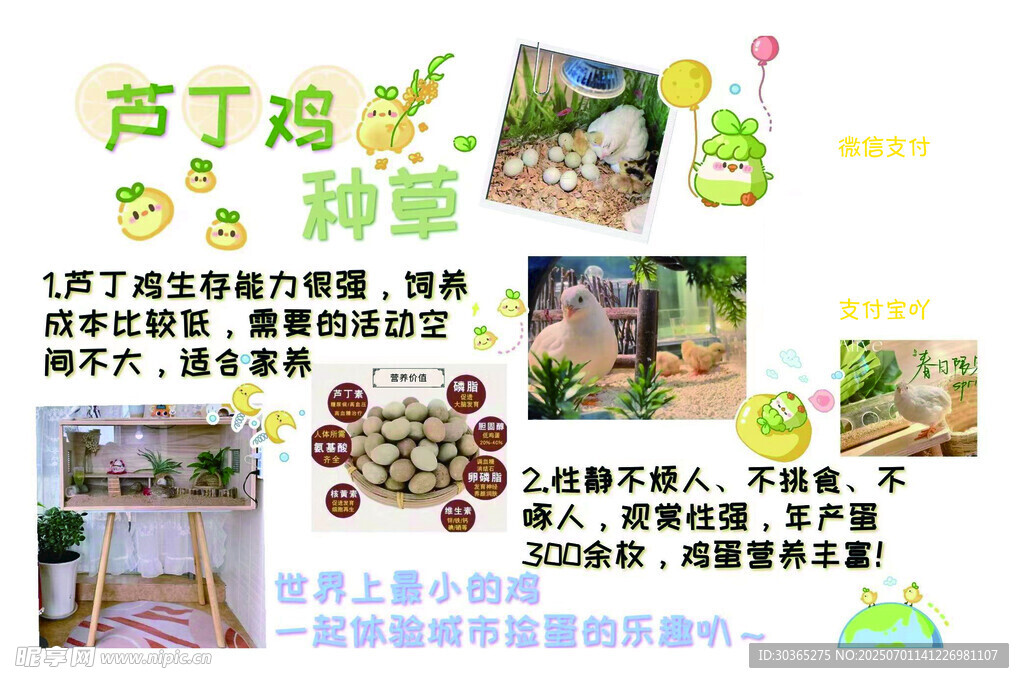 芦丁鸡