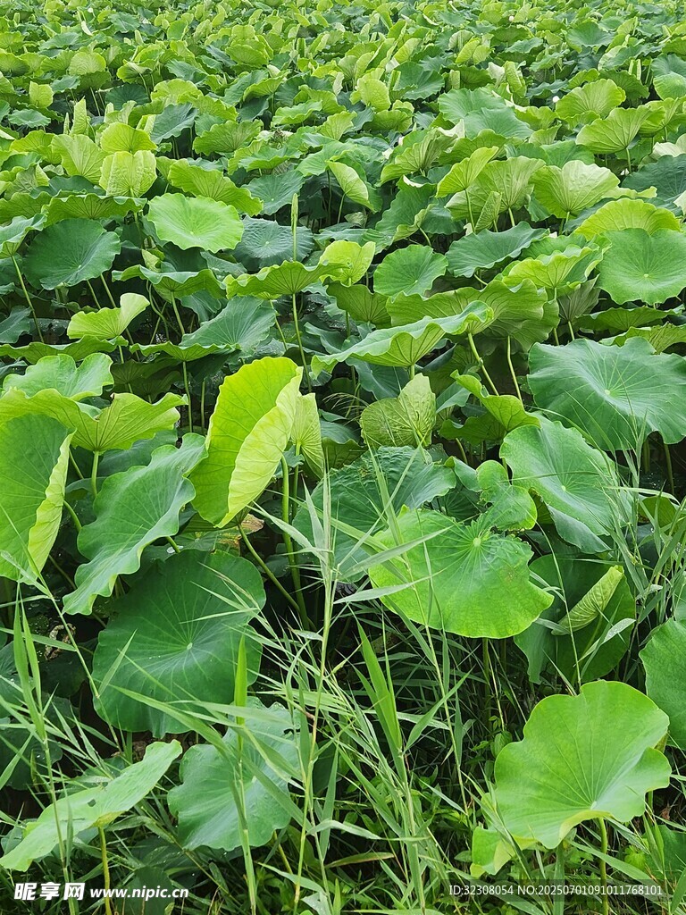 绿意盎然的荷叶田