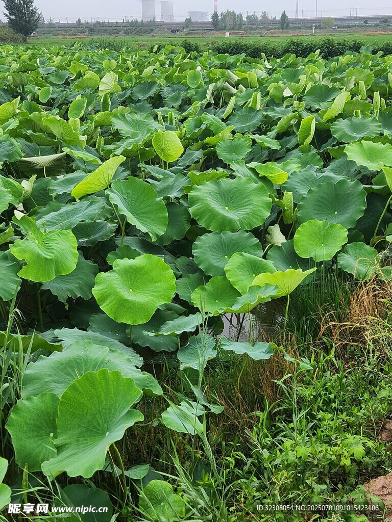 夏日荷塘绿意盎然