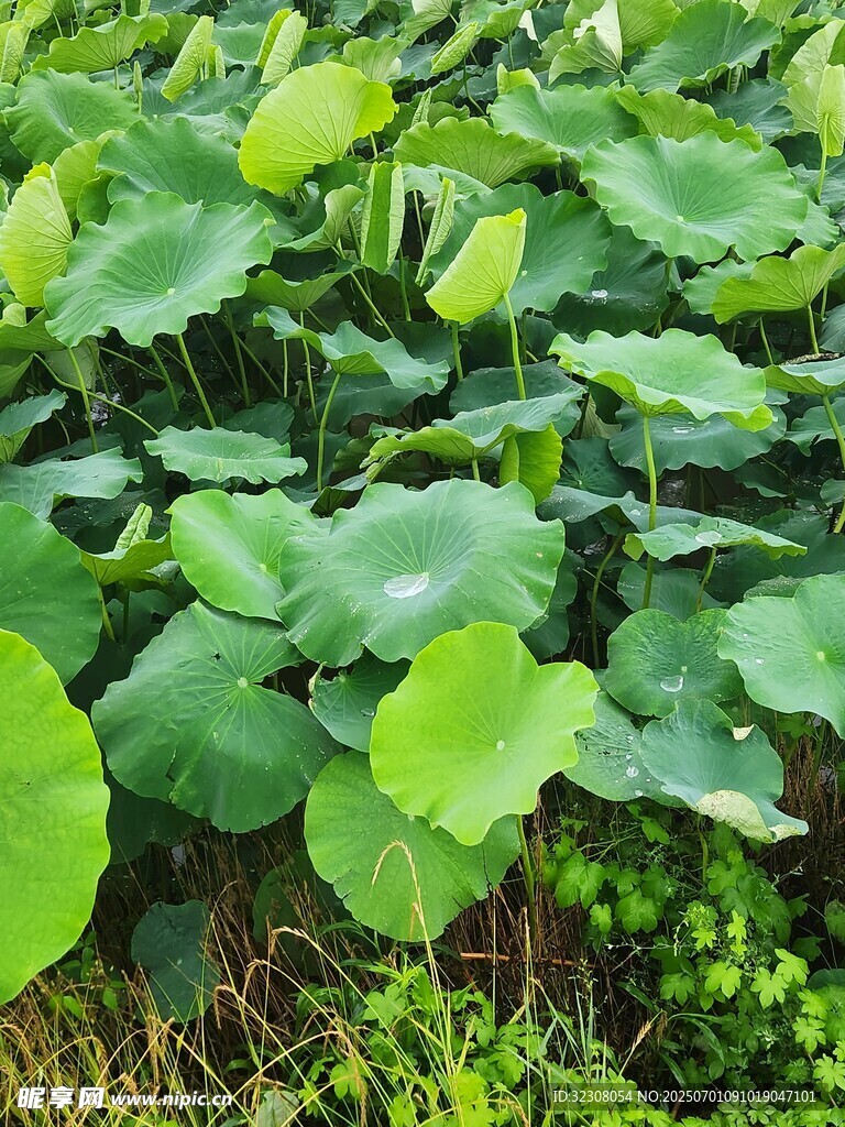 夏日荷塘荷叶茂盛景象