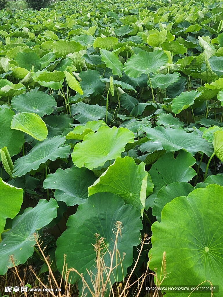 荷塘绿意盎然的荷叶景观