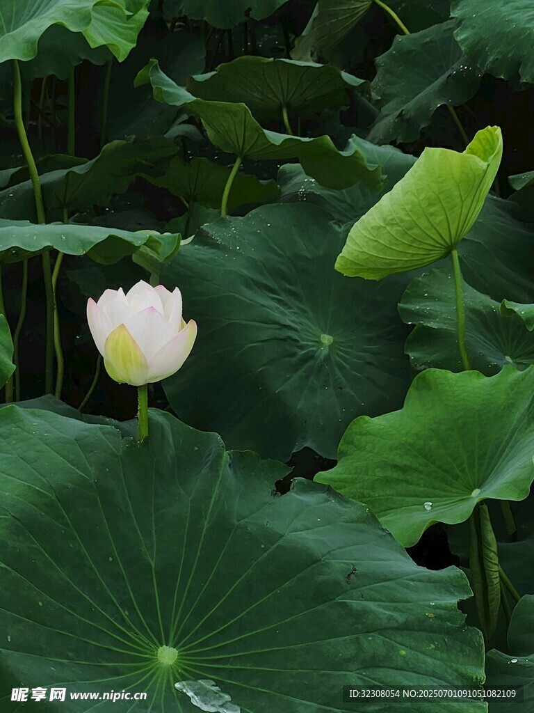 夏日白荷绽放于绿叶间