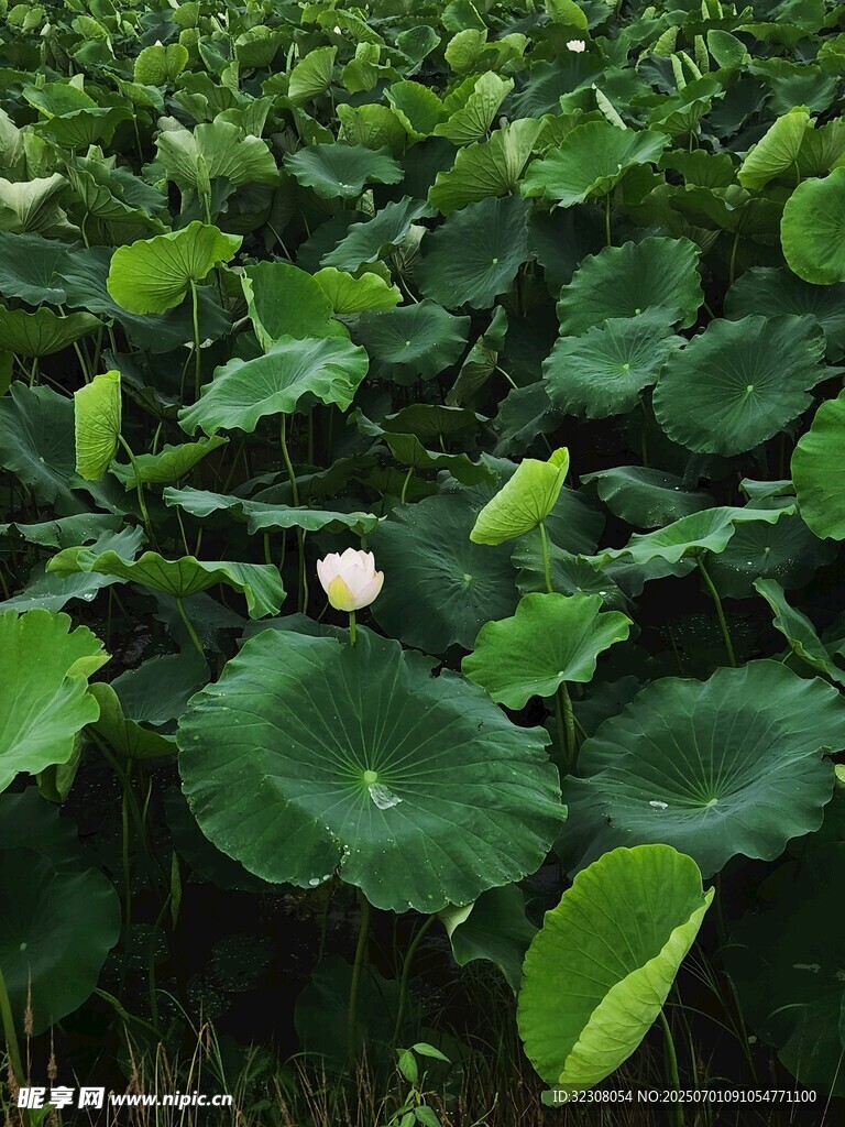 荷塘绿意 