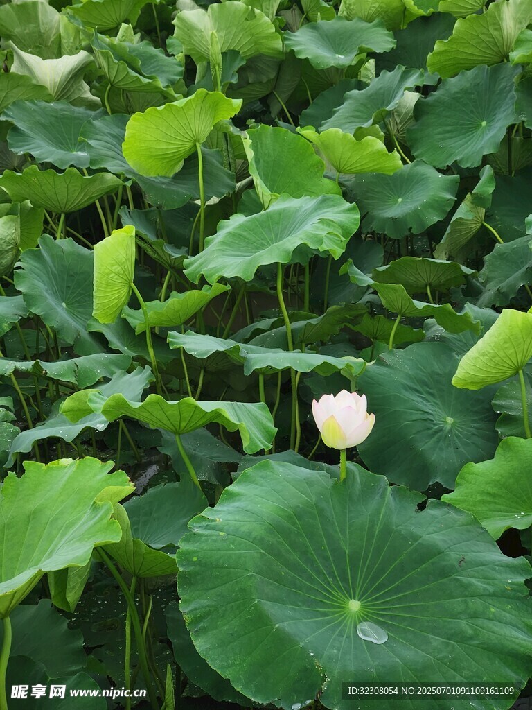 荷塘中绽放的一朵白荷花