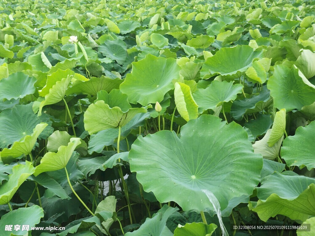 夏日荷塘绿意盎然