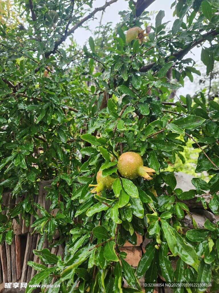 树上挂着的饱满黄色果实