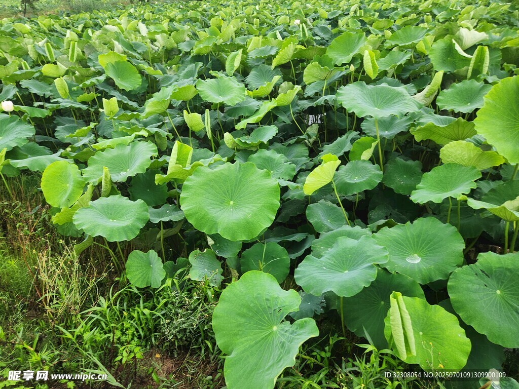 夏日荷塘绿意盎然