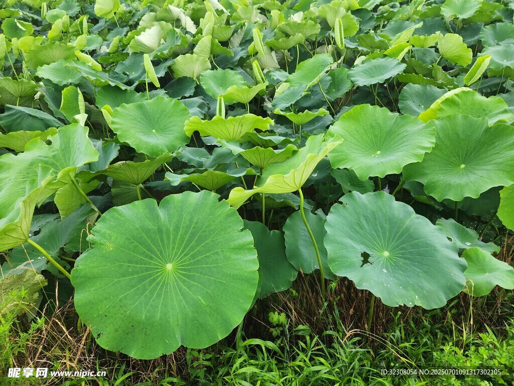 翠绿荷叶铺满田间