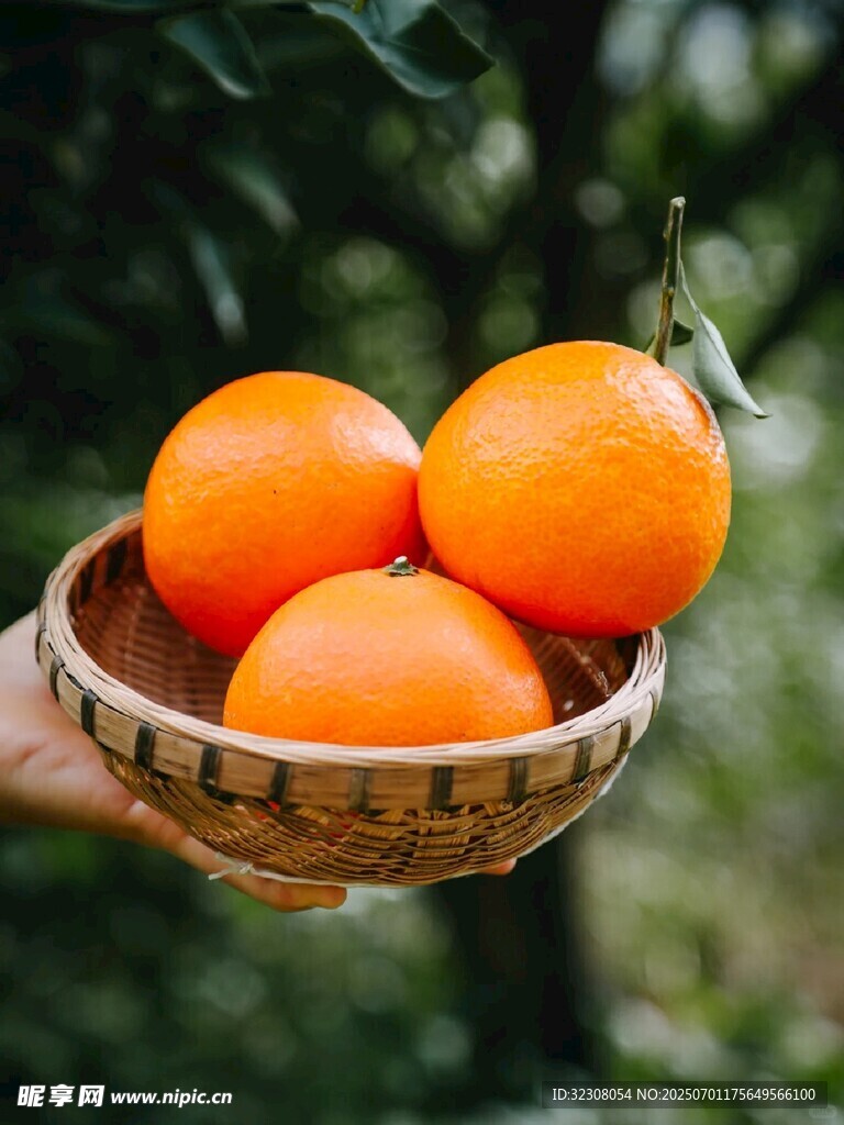 竹篮中的新鲜橙子