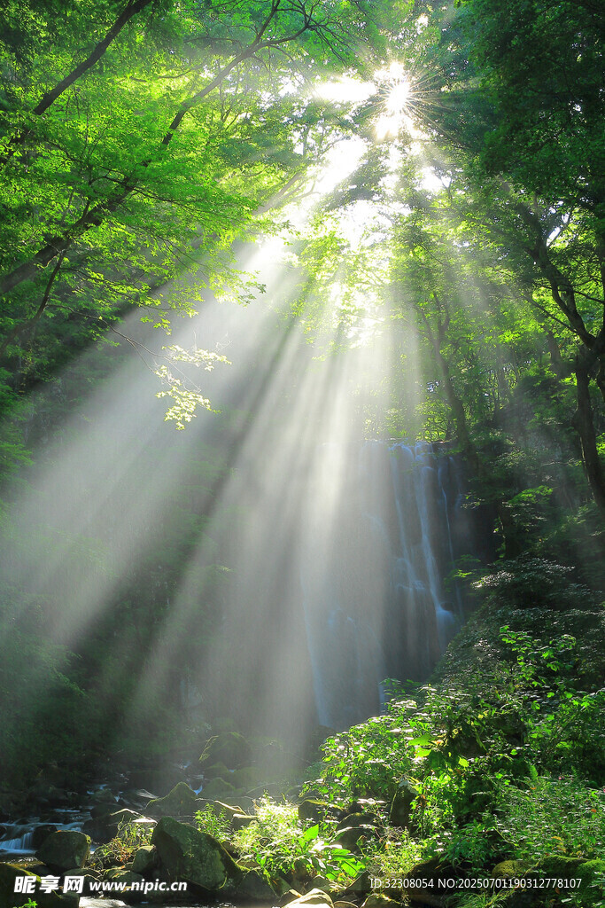 林间阳光穿透绿意美景