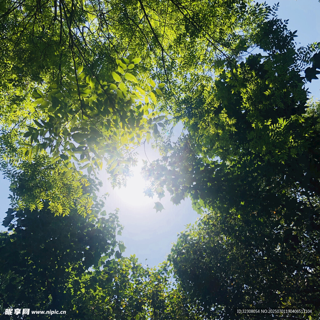 林间阳光穿透茂密树叶