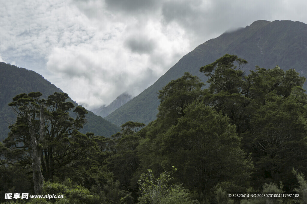 云雾缭绕的山林美景