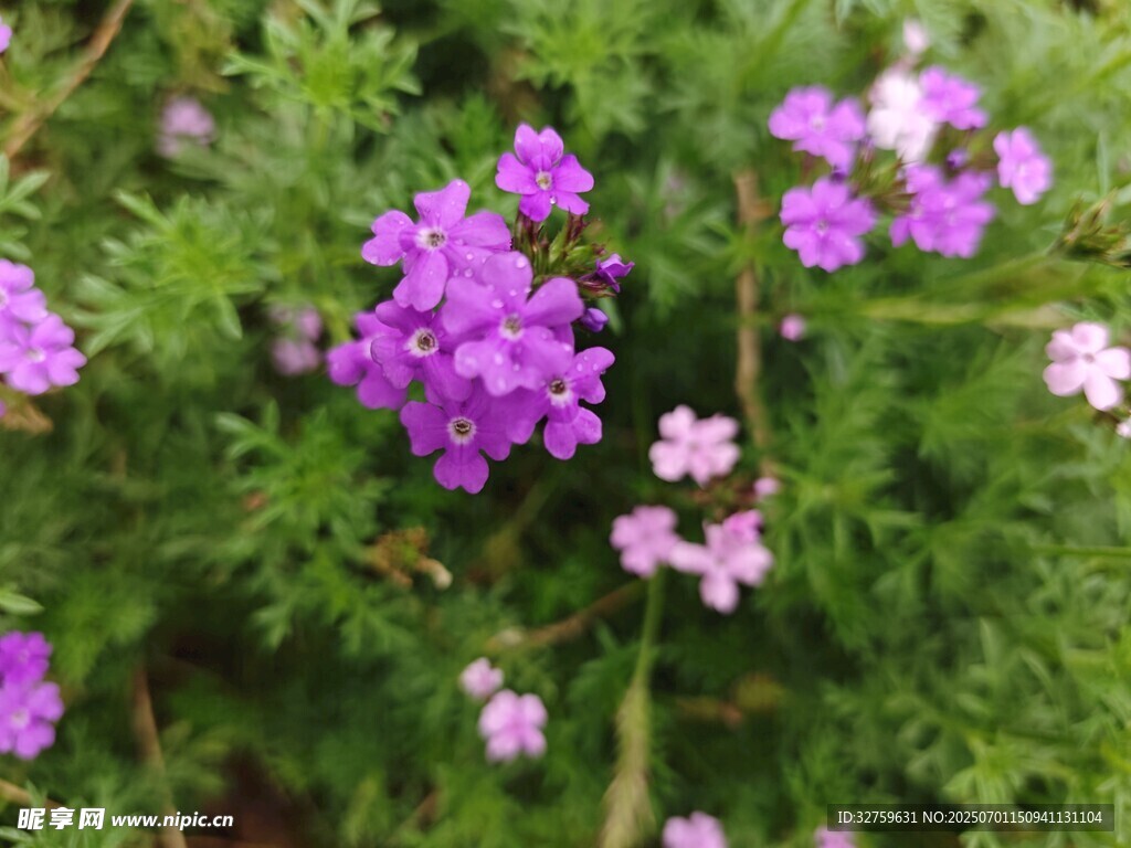 紫色小花绽放绿植间