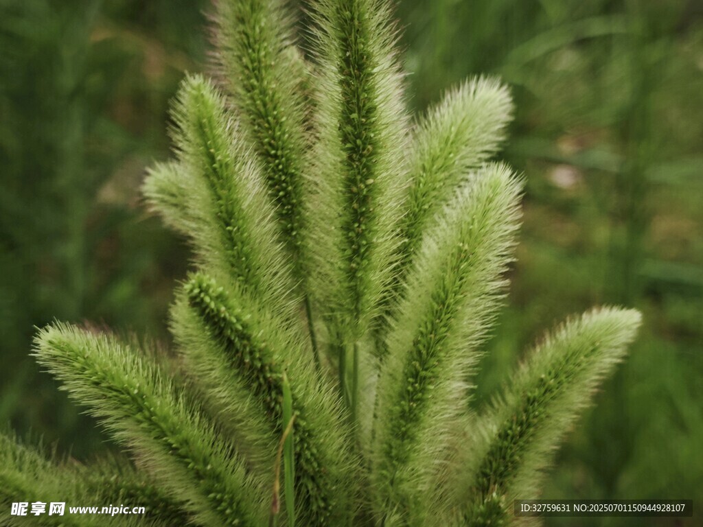 毛茸茸的绿色狗尾草