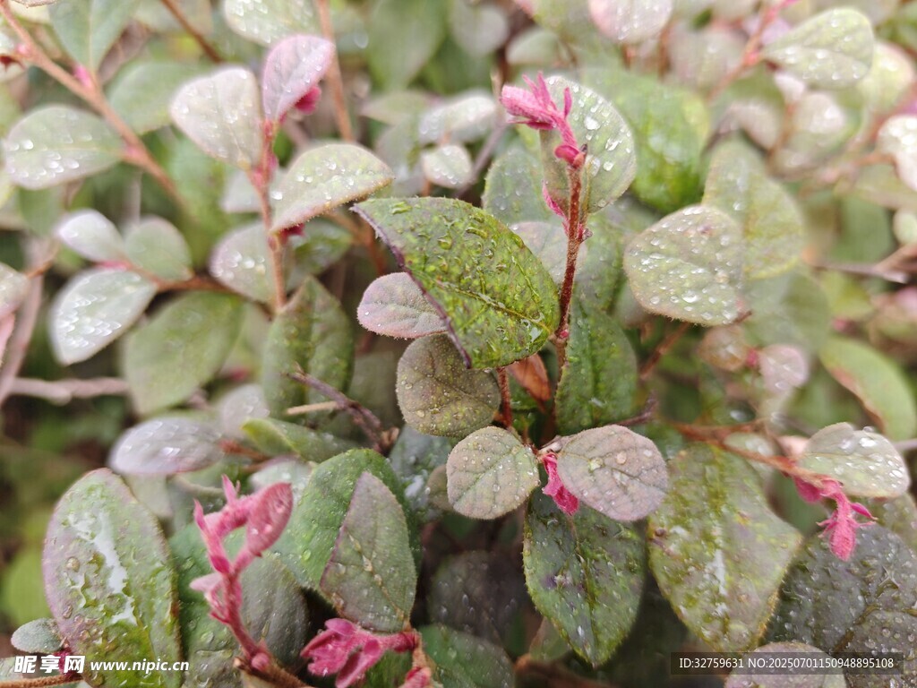 粉色小花与绿叶植物
