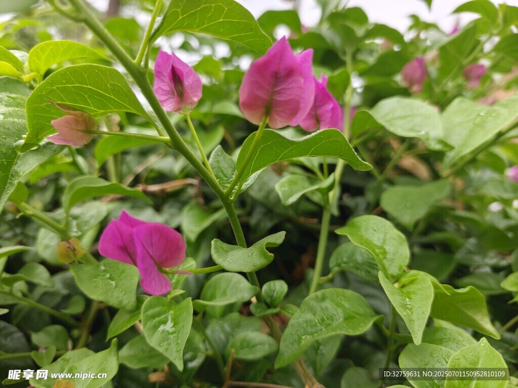 娇艳绽放的紫色花卉