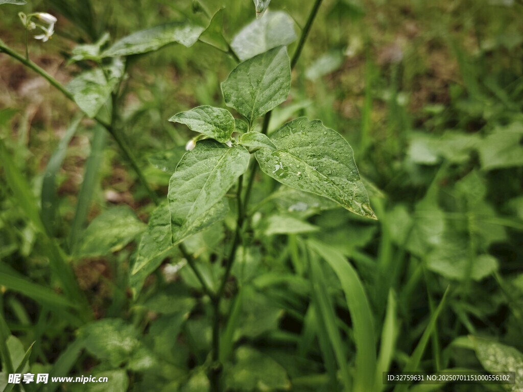 野外嫩绿植物特写