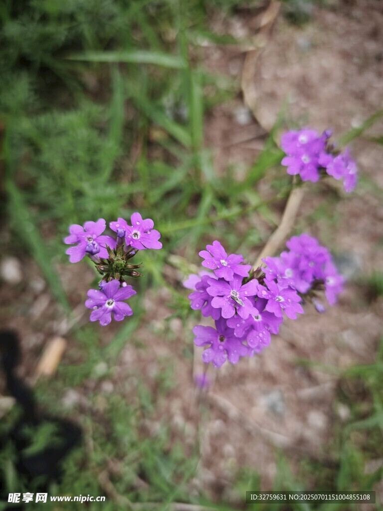紫色小花绽放于草丛间