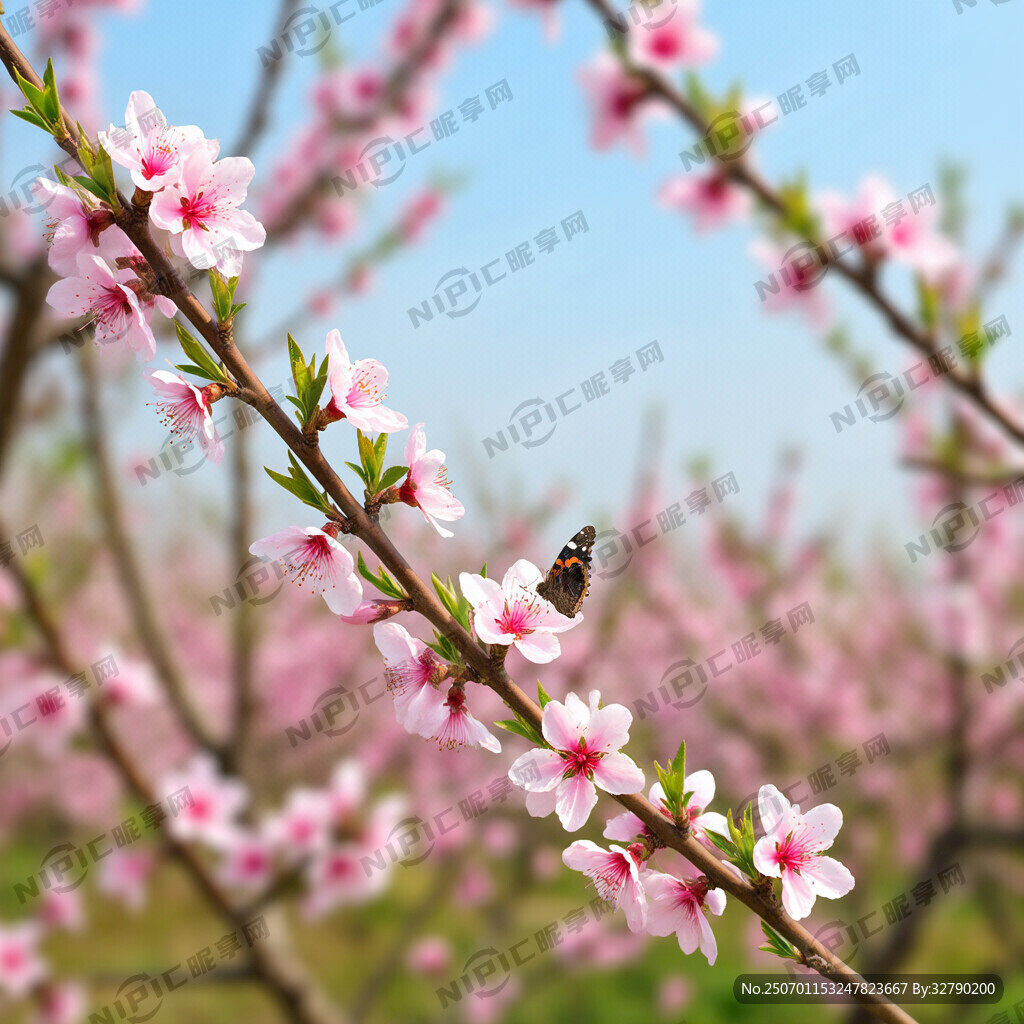 单支高清桃花枝叶；有个蝴蝶在采