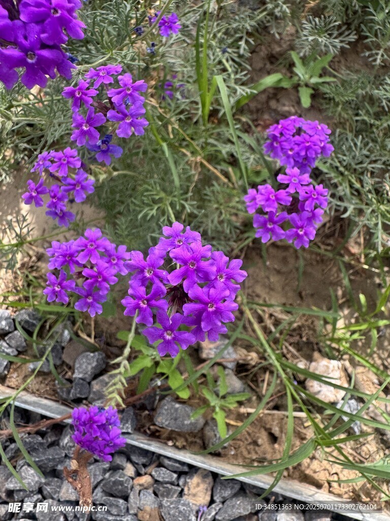 紫色繁茂花朵绽放于铁轨旁