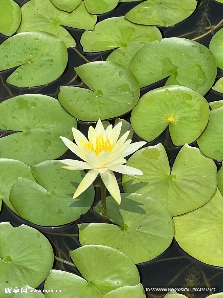 水中绽放的美丽白睡莲