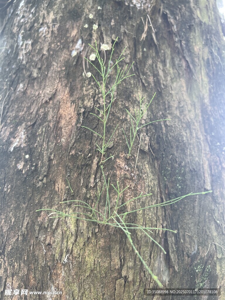 树皮上的苔藓与藤蔓纹理