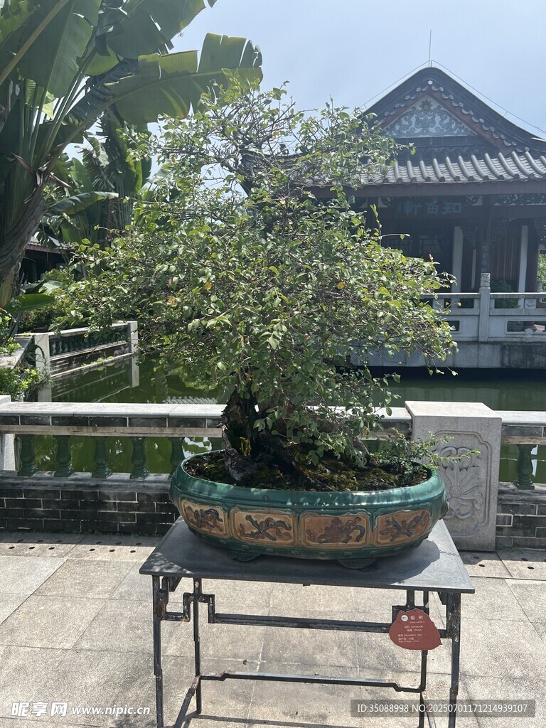 中式庭院中的精美盆景