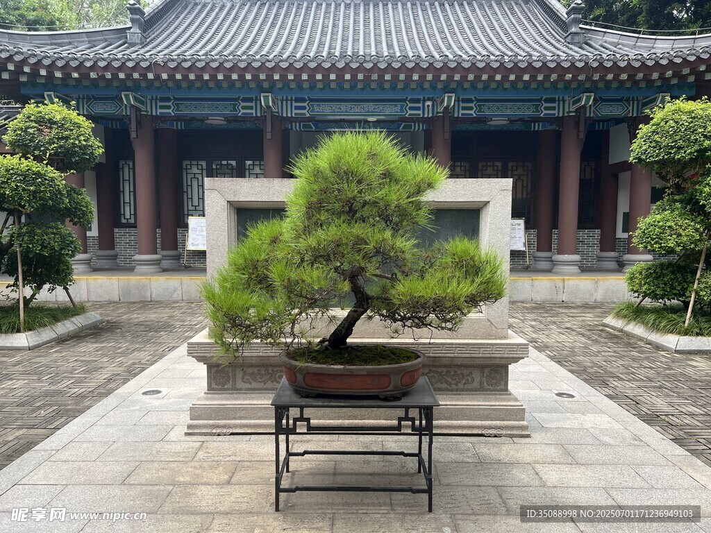 中式庭院中的精致盆景