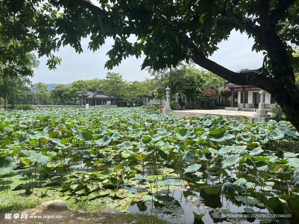 夏日荷塘美景