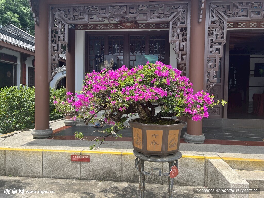中式庭院中的绚烂盆栽