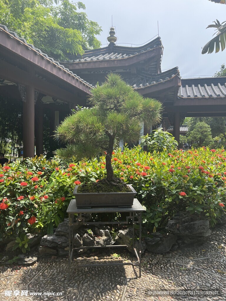 精致盆景