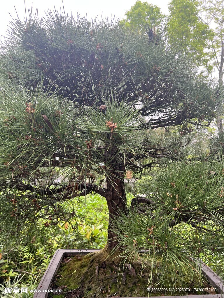 精致盆景松树