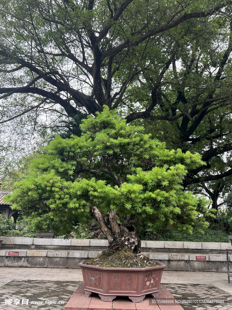 精致盆景