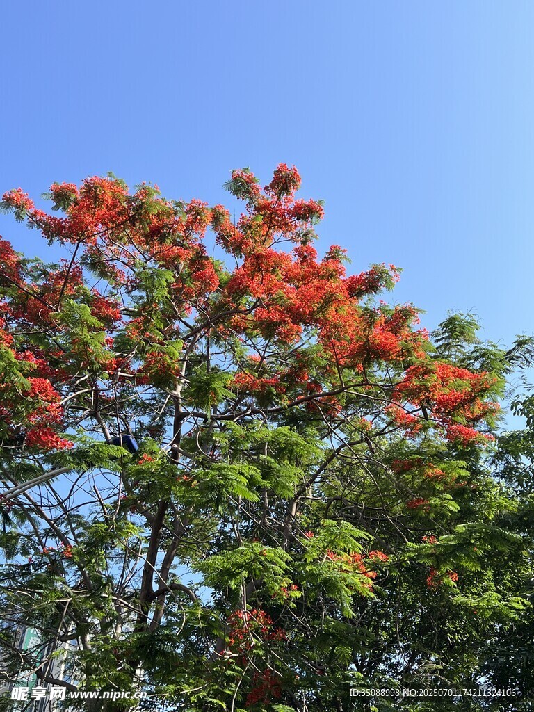 绚烂红花树