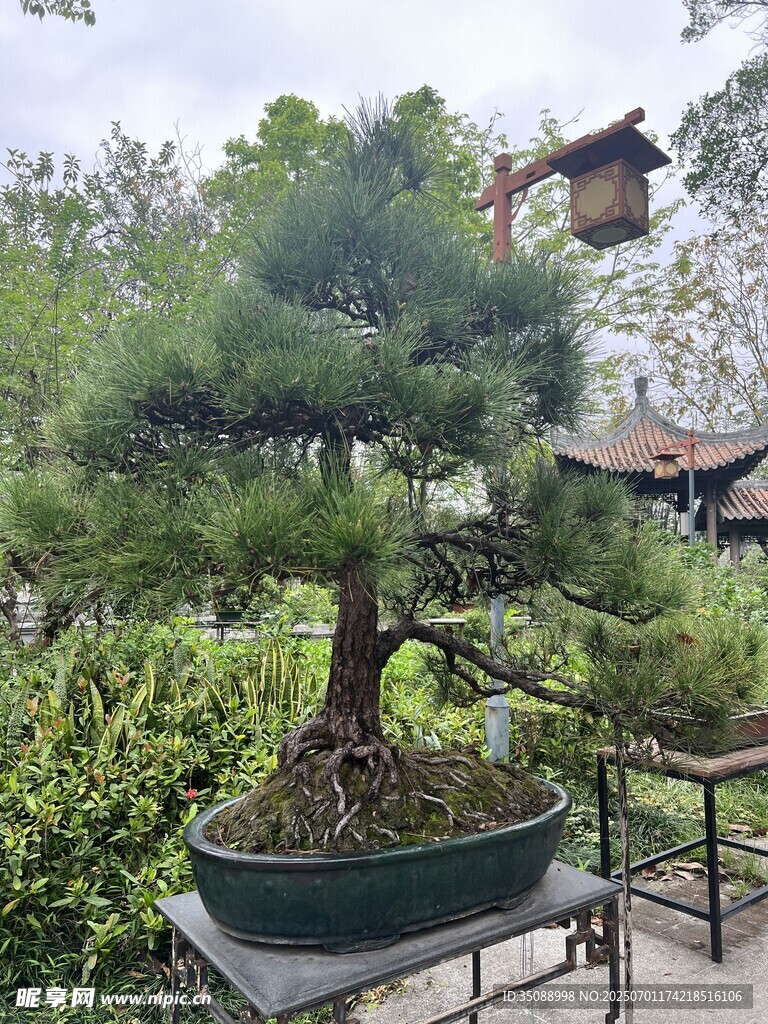 精致盆景