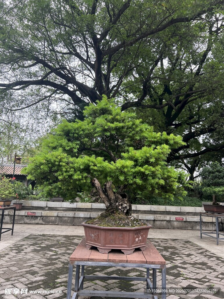 精致盆景