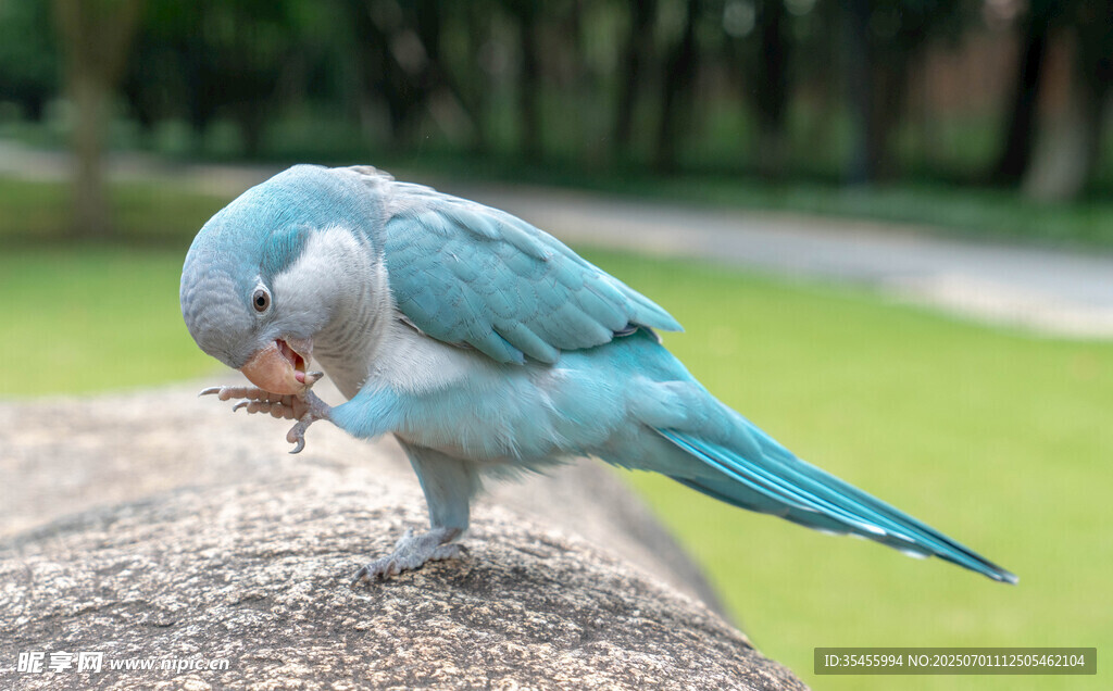 蓝鹦鹉低头啄食