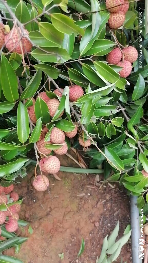 枝头饱满的新鲜荔枝