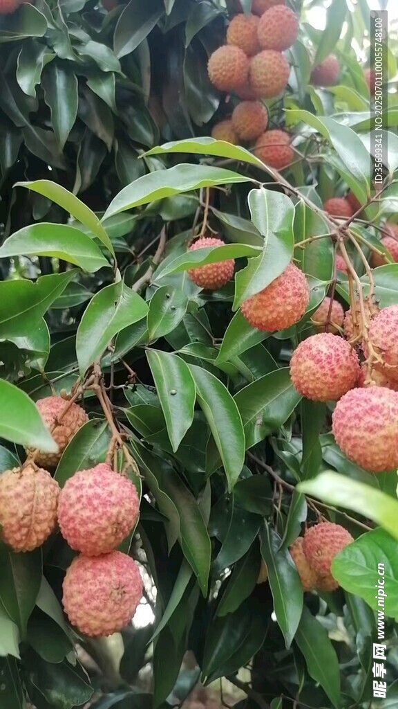 挂满枝头的成熟荔枝