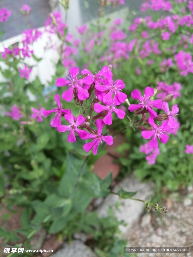 娇艳紫花绽放于绿植间